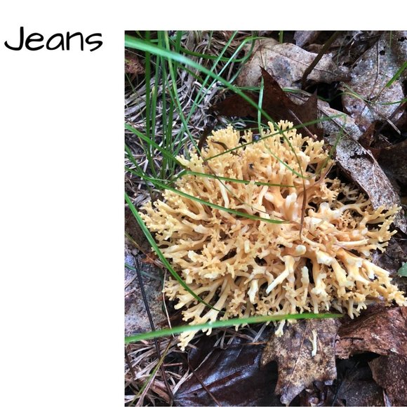 🍄 Jeans - Picture 1 of 1